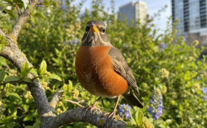 identify common city birds easily